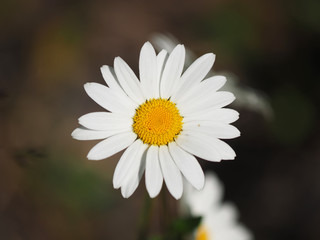 Fototapeta premium chamomile flower on glade