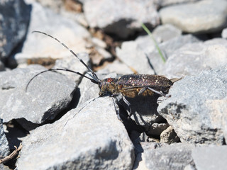 Beetle with long mustache on stones