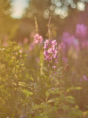 flower blossoms at sunset in the forest