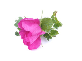 flower rosehip on white background