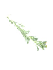chamomile medicine on a white background