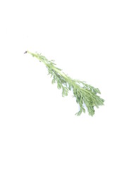 chamomile medicine on a white background