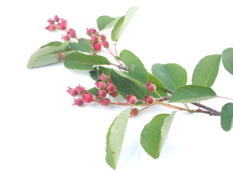 twig with berries irgi on a white background
