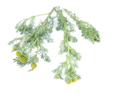 chamomile medicine on a white background