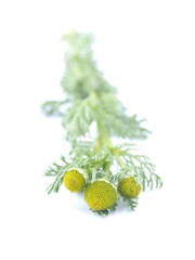 chamomile medicine on a white background