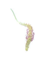 plantain isolated on white background