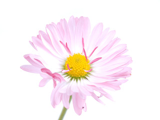 aster flowers on a white background