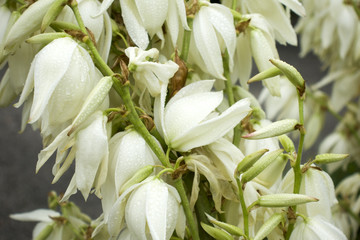 Fototapeta premium Blooming white yucca filamentosa flowers with raindrops
