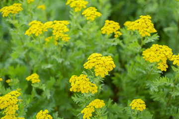 blooming tansy. medicinal herb. 