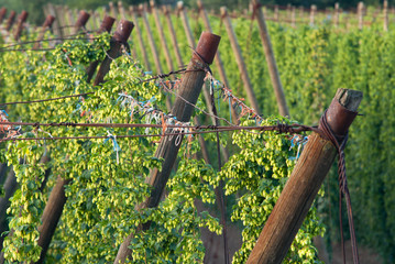 Hop field near Zatec town in Czech Republic.