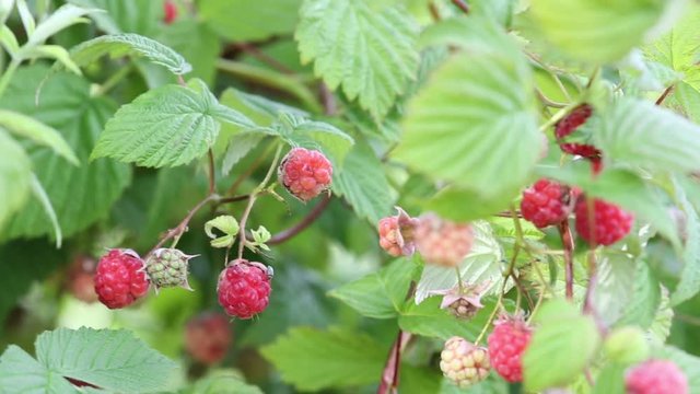 video with ripe raspberry in garden