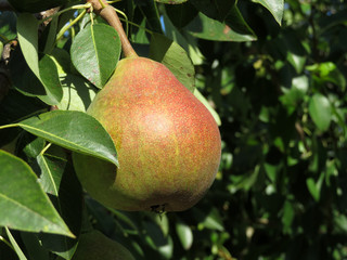 Ripe pear on a tree branch with leaves in the summer orchard, close-up