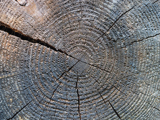 Fototapeta premium sawed the tree. background