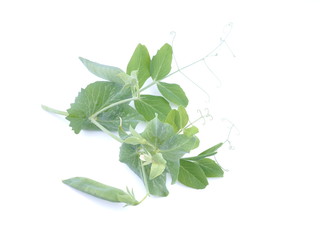 pea plant on white background