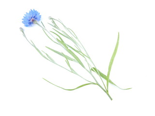 blue flower cornflower on white background