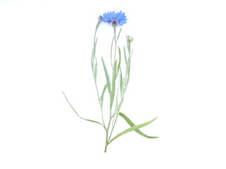 Fototapeta na wymiar blue flower cornflower on white background