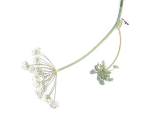 wild carrot flowers on white background
