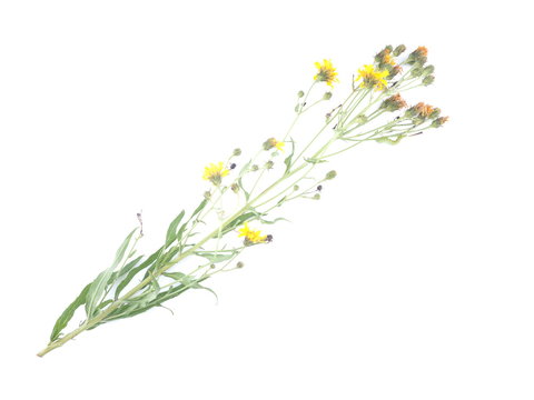 Yellow Flowers Of Goldenrod On White Background