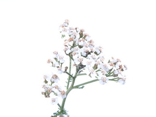 white yarrow flower on a light background © enskanto