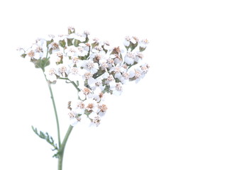 white yarrow flower on a light background