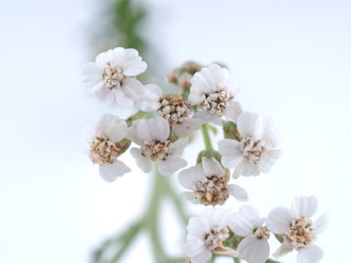 white yarrow flower on a light background