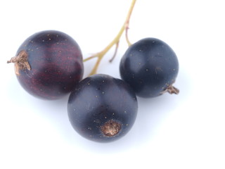black currant on white background