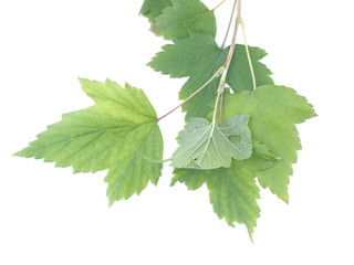 black currant on white background