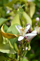 Flower of Sicily, Close-up of a Lemon Blossom, Nature, Macro