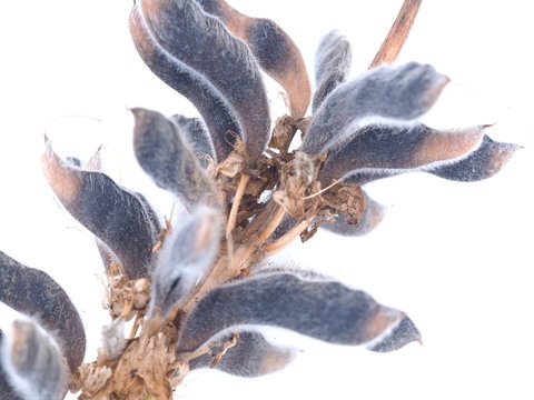 Lupine Seeds On A White Background