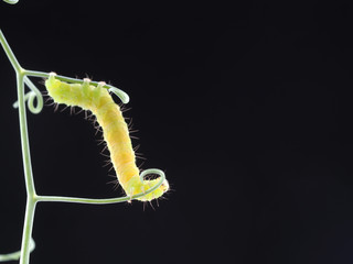 green caterpillar on a dark background