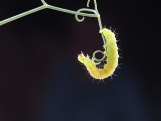 green caterpillar on a dark background