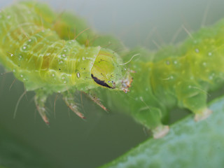 green caterpillar on a light background