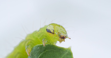 green caterpillar on a light background