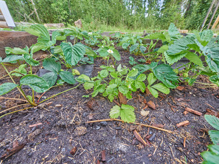 strawberry on the bed