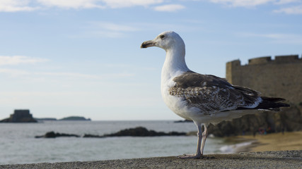 Saint-Malo Bretagne France
