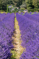 French landscape - Drome. The fields of lavender in the Provence (France).