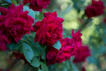 Beautiful velvet rose in the garden