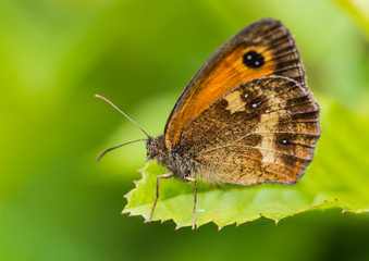 Underwing