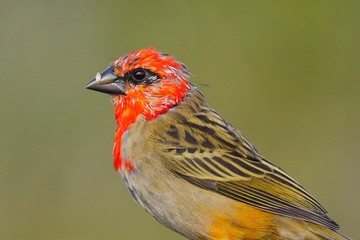 Red Fody bird in natural habitat - Foudia madagascariensis