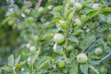 Apple tree full of apples