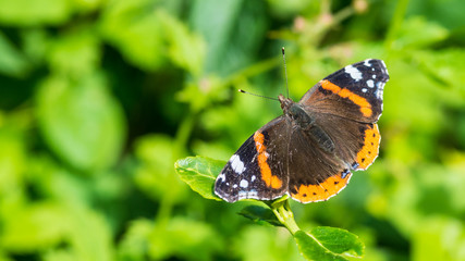 Pristine Red Admiral