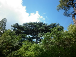 Nikitsky Botanical garden in Crimea. Yalta. Old tall tree.