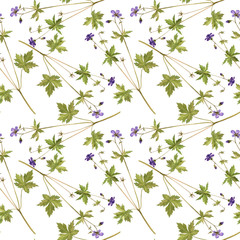 Seamless pattern with flower of meadow geranium