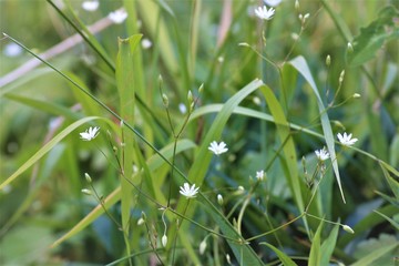 Small white flowers
