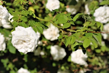White inflorescence of hawthorn