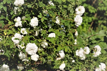 White inflorescence of hawthorn