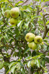 Poiriers dans un jardin