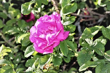 Inflorescence of hawthorn