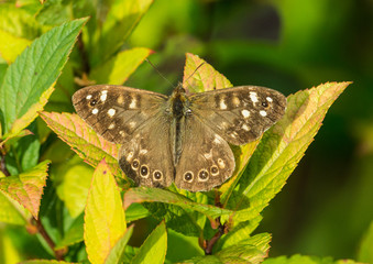 Speckled Wood