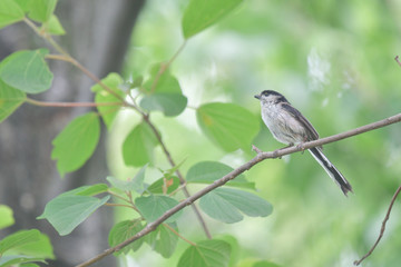 Wild bird -Long-tailed Tit-